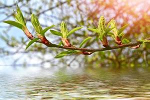 primavera. folhas de árvores verdes frescas. foto