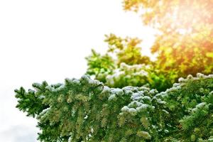 floresta na geada. paisagem de inverno. árvores cobertas de neve. foto