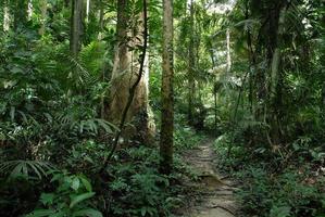 caminho da selva na Tailândia foto