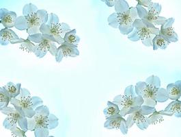 jasmim branco o ramo delicadas flores da primavera foto