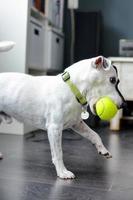 cachorro fofo com uma bola de tênis