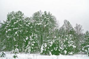 floresta na geada. paisagem de inverno. árvores cobertas de neve. foto