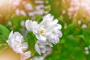 jasmim branco o ramo delicadas flores da primavera foto