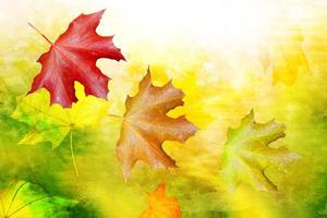 paisagem de outono. lindas folhas. paisagem. árvores coloridas foto