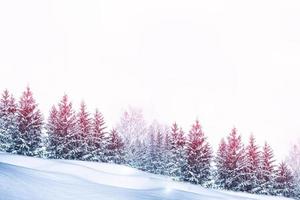 floresta de inverno congelado com árvores cobertas de neve. foto