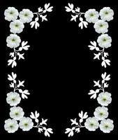 flores brancas isoladas em um fundo preto. quadro. foto