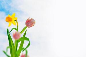 tulipas. flores da primavera de narcisos. flores brilhantes e coloridas foto