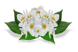 flor branca de jasmim isolada no fundo branco foto
