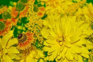 buquê de flores de outono dálias e malmequeres. foto