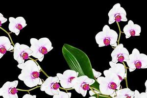 delicadas flores de orquídea isoladas em fundo preto. foto