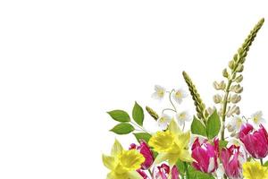 tremoços lindas flores em um fundo branco foto