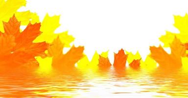 folhagem de outono colorida brilhante foto