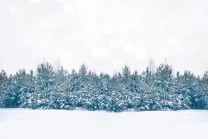 floresta de inverno congelado com árvores cobertas de neve. foto