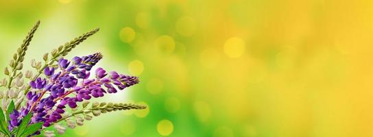 paisagem de verão com lindas flores de tremoço brilhantes foto