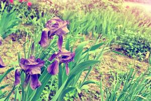 paisagem de primavera. flores de jardim coloridas azuis íris foto