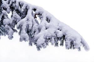 floresta na geada. paisagem de inverno. árvores cobertas de neve. foto