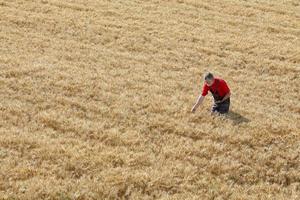 cena agrícola, agricultor ou agrônomo inspecionam o campo de trigo foto