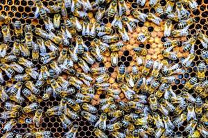 enxame de abelhas em quadros de favo de mel no apiário foto