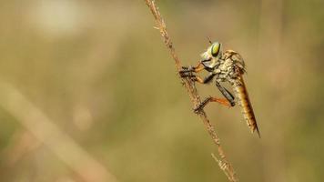 close-up de robberfly descansando na grama foto