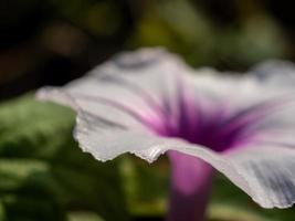 as delicadas e fracas pétalas da flor da glória da manhã foto