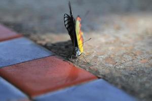 borboletas se reproduzem no chão da mesa de cimento, em uma manhã de inverno quando os raios quentes do sol chegam. foto