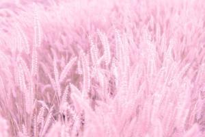 luz suave e natureza borrão fundo de campo de flores de grama rosa. foto