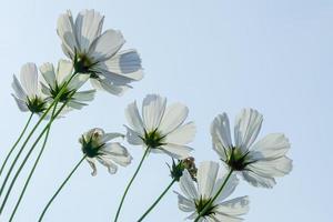 flor de cosmos branco foto