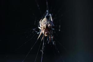 luz lateral da aranha da varanda foto