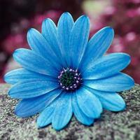 flor azul romântica na primavera foto