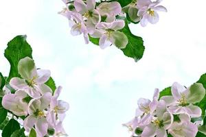 jardim de primavera. árvores frutíferas floridas. foto