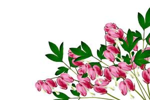 flores de lamprocapnos spectabilis de coração sangrando rosa em fundo branco foto
