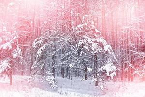 floresta na geada. paisagem de inverno. árvores cobertas de neve. foto