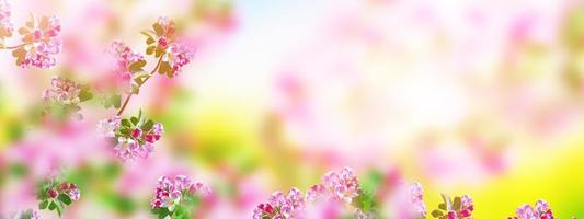 jardim de primavera. árvores frutíferas floridas. foto