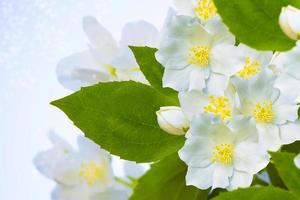 jasmim branco o ramo delicadas flores da primavera foto