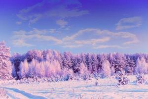 floresta na geada. paisagem de inverno. árvores cobertas de neve. foto