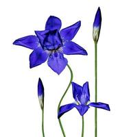 flor de íris azul isolada no fundo branco foto