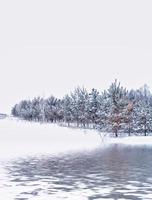 floresta na geada. paisagem de inverno. árvores cobertas de neve. foto