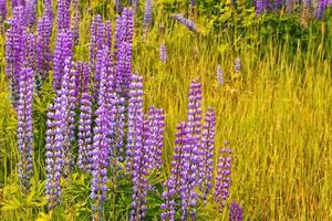 paisagem de verão com lindas flores de tremoço brilhantes foto