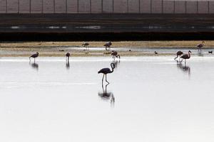 flamingos brancos em um lago com água doce foto