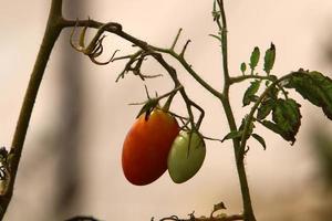 rica colheita de tomate cereja no jardim da fazenda coletiva. foto