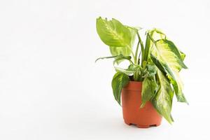 planta de casa em vaso murcha. folha de dieffenbachia manca em um fundo branco. cuidado de plantas de interior, problemas, parasitas, maus cuidados, aparência insalubre. espaço de cópia foto