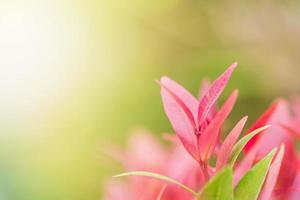 feche a folha vermelha sob a luz do sol. plantas naturais usadas como papel de parede. foto