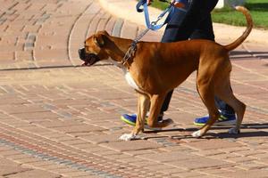 cachorro para passear em um parque da cidade nas margens do mar mediterrâneo foto