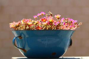 plantas verdes e flores crescem em um vaso de flores foto