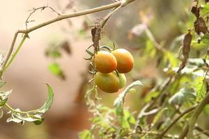 rica colheita de tomate cereja no jardim da fazenda coletiva. foto