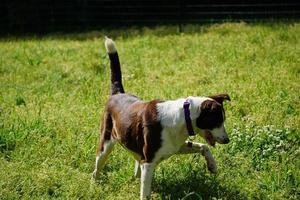 cachorro collie brincando na grama foto