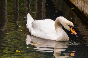 cisne bebe água enquanto nada na lagoa foto