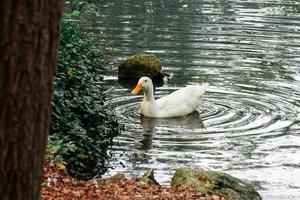 pato com ondulações de água na lagoa foto