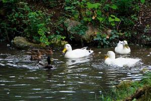 patos em uma lagoa curtindo a água foto