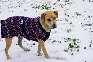 cachorro na neve vestindo suéter azul foto